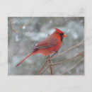 Recherche de oiseaux en hiver cartes postales Rouge
