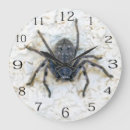 Recherche de arachnide horloges Insecte