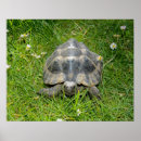 Zoek naar schildpadden posters Groen