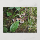 Recherche de jardin secret cartes postales Champignon