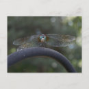 Zoek naar dragonfly briefkaarten Vlinder