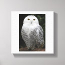 Recherche de hibou neigeux posters Sauvage