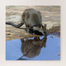 Recherche de kangourou puzzles Wallaby