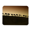 Zoek naar kamelen magneten Woestijn