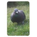Recherche de pigeon magnete Faune