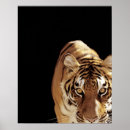 Recherche de tête de tigre posters Faune