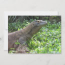 Recherche de lézard photographie Photographie de la nature
