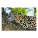 Recherche de taches de léopard posters Animal sauvage