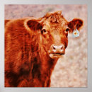 Recherche de angus posters Ferme