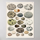 Recherche de bird egg posters Vintage