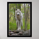 Recherche de loups sauvages posters Hurler