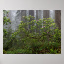 Recherche de forêt de séquoia posters Parc national de redwood