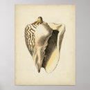 Recherche de créatures de mer posters Coquillage