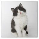 Recherche de chaton carreaux Animaux
