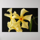 Recherche de jasmin posters Blanc