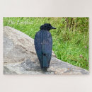 Zoek naar raven puzzels Natuur