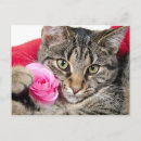 Recherche de chats roses cartes postales Adorable