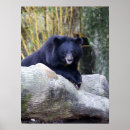 Recherche de ours noirs posters Faune