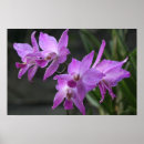 Recherche de jolies posters Orchidée