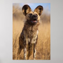Zoek naar afrikaanse wilde hond posters Safari