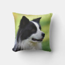 Recherche de berger blanc coussins Animal de compagnie