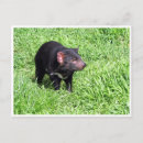Recherche de diable tasmanien cartes postales Animal