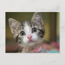 Recherche de yeux verts cartes postales Animal
