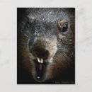 Recherche de marmottes cartes postales Vintage