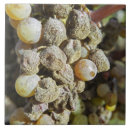 Recherche de cultivé carreaux France