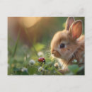 Zoek naar lieveheersbeestje briefkaarten Natuur