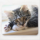 Recherche de rebord tapis souris Chaton