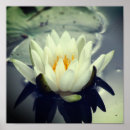 Zoek naar witte lotusbloem posters Natuur