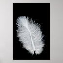 Zoek naar vogelveren posters Veer