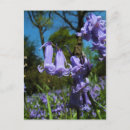 Zoek naar bluebell briefkaarten Planten