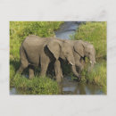 Recherche de masai mara cartes postales Éléphant