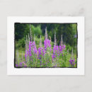Recherche de alpes suisses cartes postales Fleurs