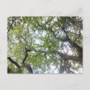 Recherche de bois naturel cartes postales Arbres
