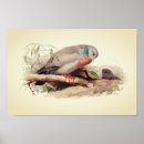 Zoek naar mijn duiven kunst Natuur