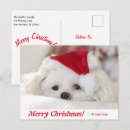 Recherche de maltais cartes postales Amoureux des chiens
