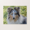Recherche de shetland sheepdog puzzles Chiot