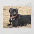 Recherche de chien de laboratoire cartes postales Amoureux des chiens
