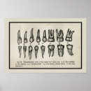 Zoek naar gebitten posters Tandarts