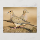 Recherche de tourterelles cartes postales Faune