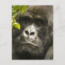 Recherche de gorille de montagne cartes postales Primate
