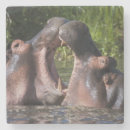 Recherche de hippopotames dessous de verres Faune