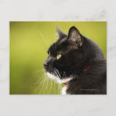 Recherche de chat domestique cartes postales Partie du corps animal