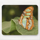 Recherche de malachite tapis souris Insecte
