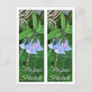 Recherche de jacinthes des bois cartes postales Photographie