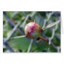 Zoek naar rode mier briefkaarten Rood