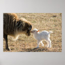 Zoek naar baby geiten posters Wild